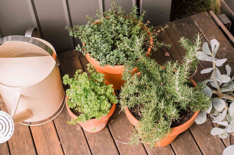 Containers Offer More Planting Flexibility Containers Offer More Planting Flexibility