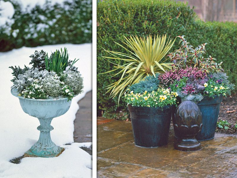 Containers with Tender Perennials