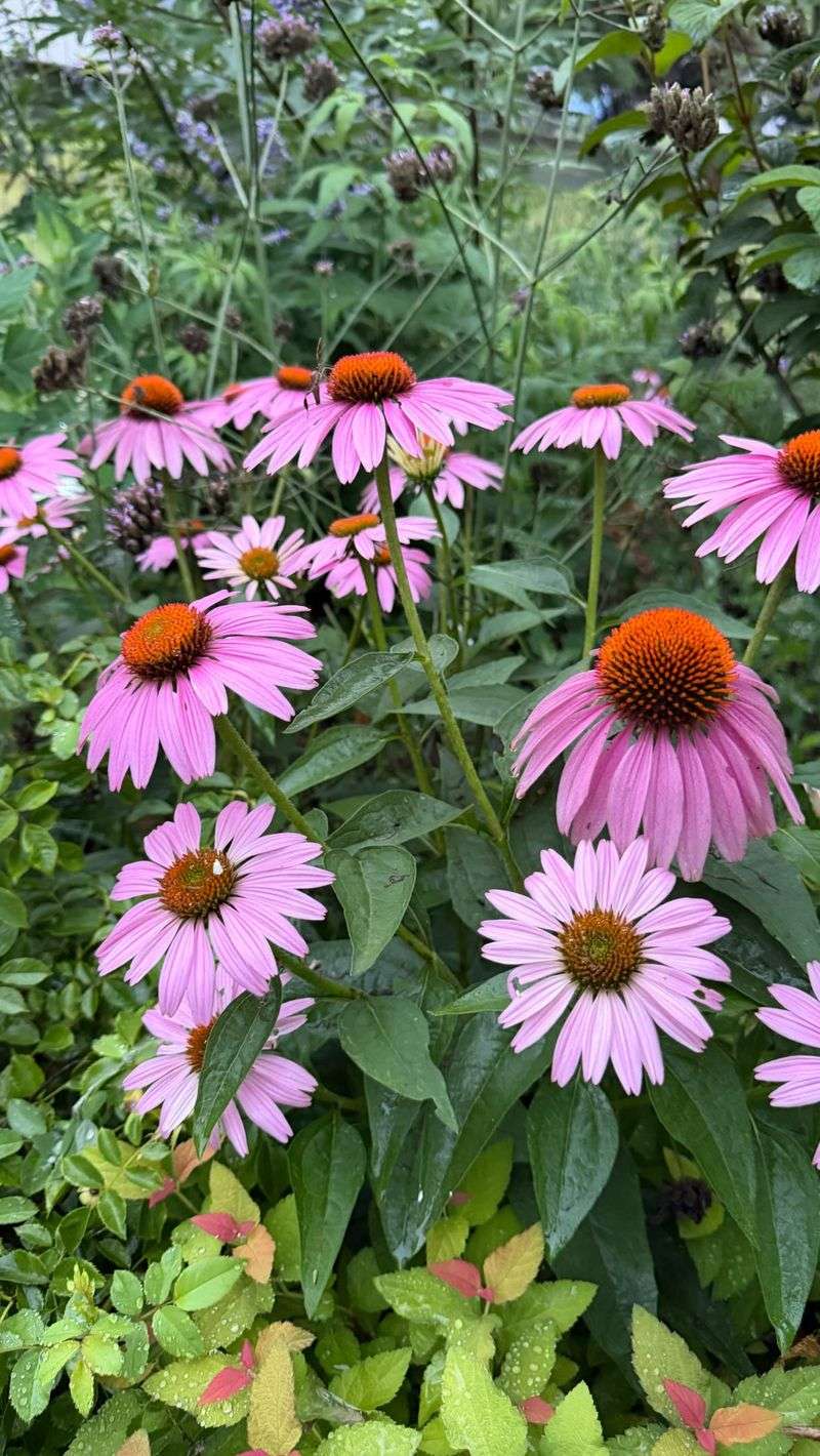 Content In Raised Beds With Loamy Mix