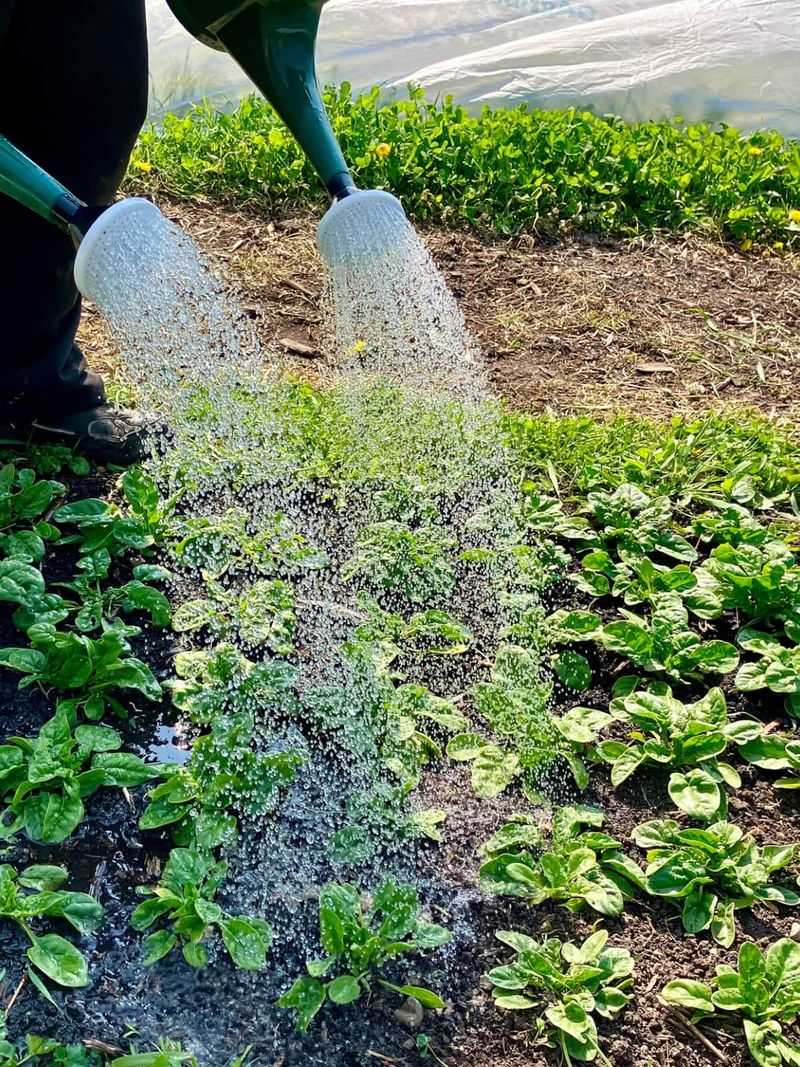 Continue Deep Watering
