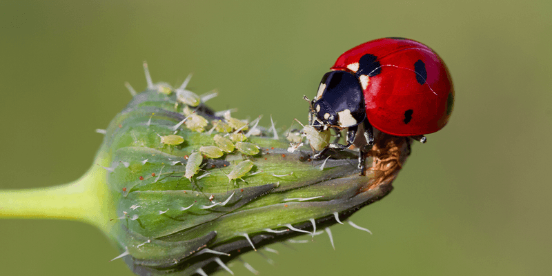 Control Aphids Without Broad Sprays
