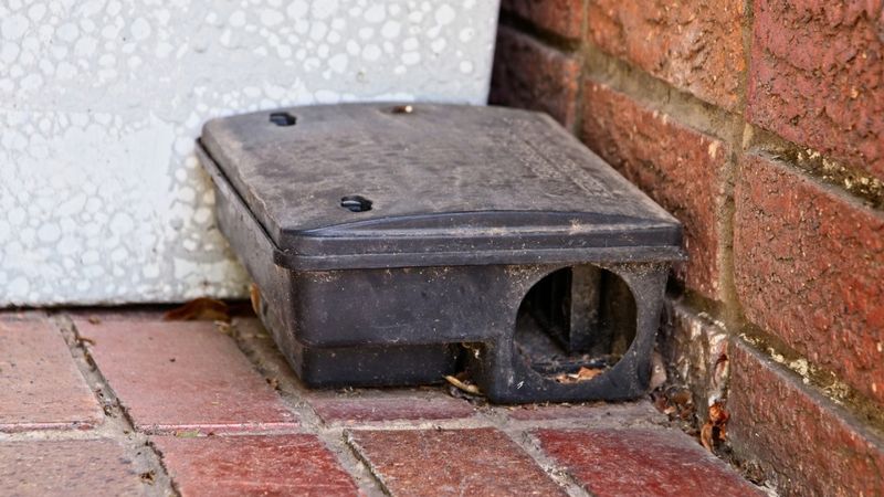 Control Arizona rodents with exclusion and sanitation