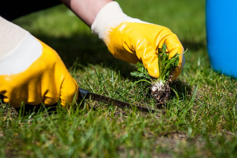 Control Fall Weeds