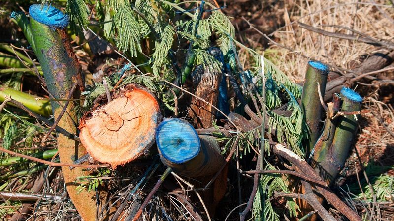 Control mature shrubs with a complete removal plan Control mature shrubs with a complete removal plan