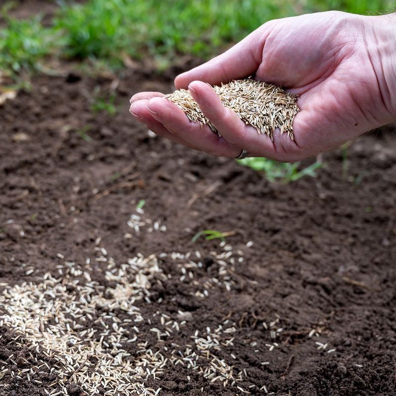 Cool Air Keeps Young Grass From Stress