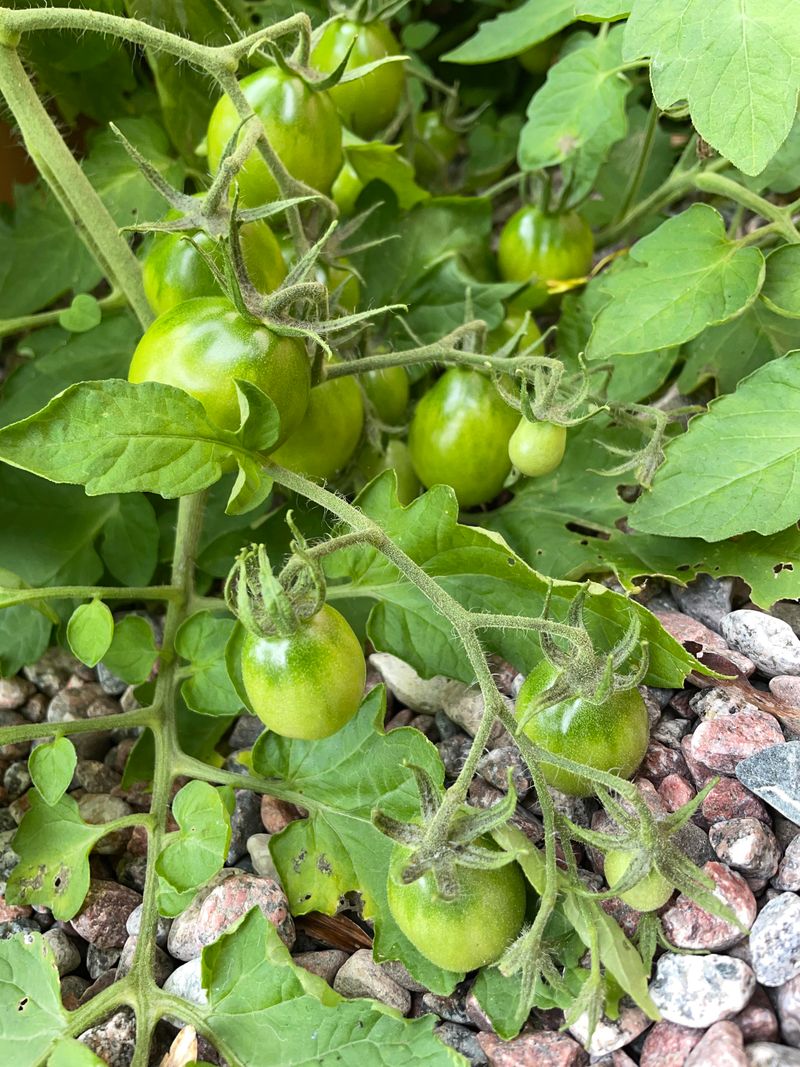 Cool Kentucky Nights And The Ripening Shutdown