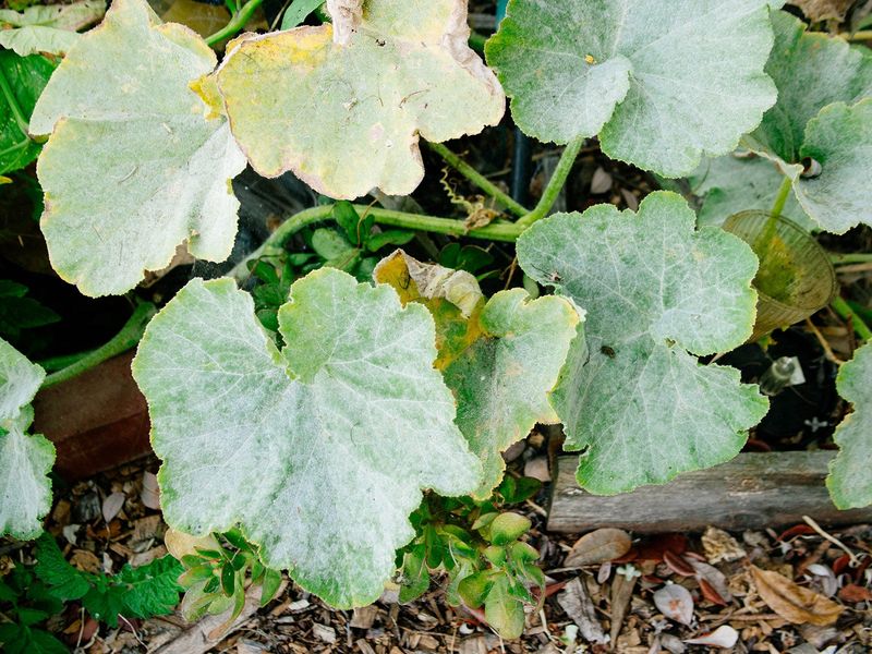 Cool Nights And Warm Days Favor Mildew