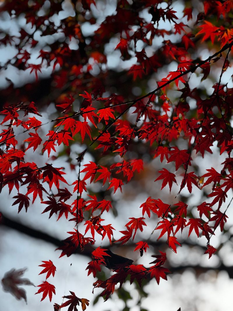Cool Nights Bring Out Stronger Red Shades Cool Nights Bring Out Stronger Red Shades