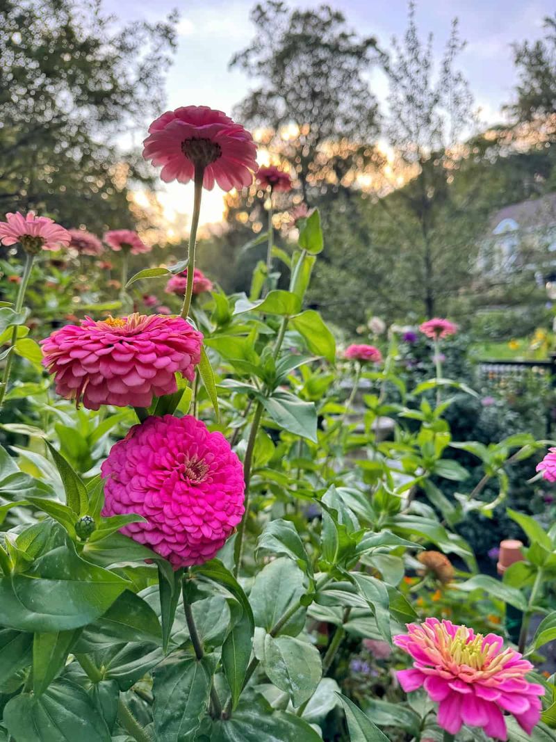 Cool Nights Can Slow New Growth Cool Nights Can Slow New Growth