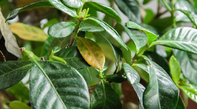 Cool Nights Can Stress Gardenia Foliage Cool Nights Can Stress Gardenia Foliage