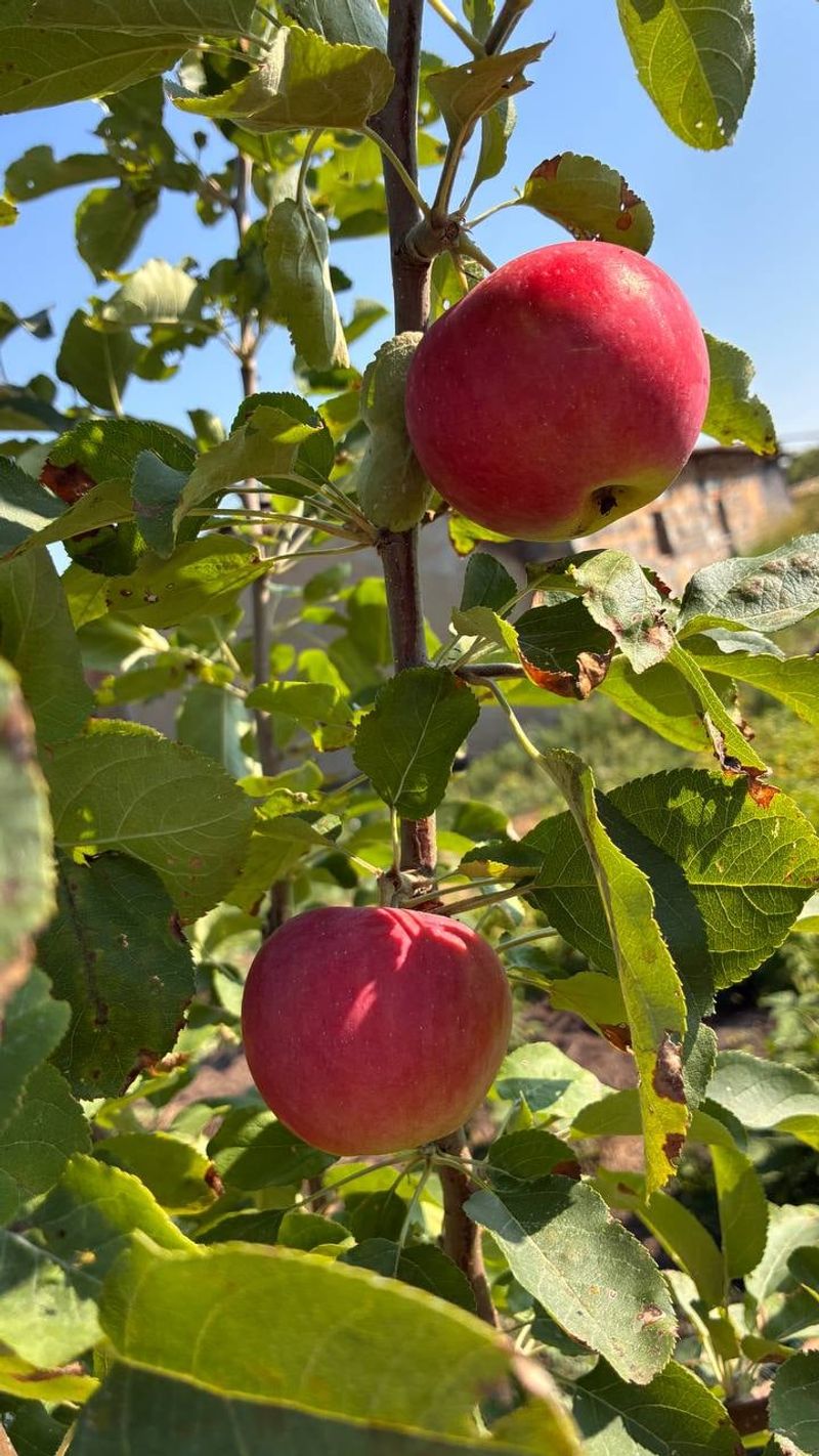Cool Nights, Long Sun, And The Local Ripening Clock