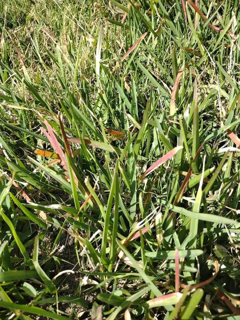 Cool Nights Trigger Pigment In Grass Blades Cool Nights Trigger Pigment In Grass Blades