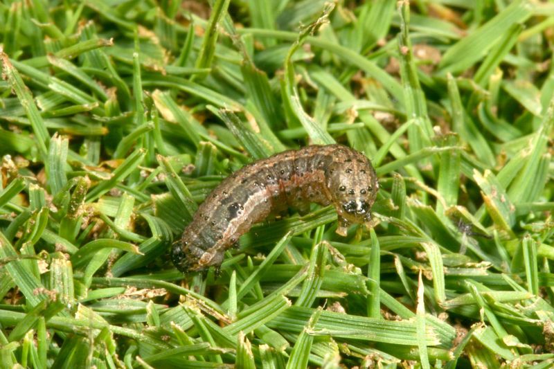 Cool-Season Grass Gives Them A Tasty Target Cool-Season Grass Gives Them A Tasty Target