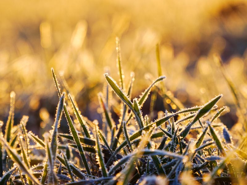 Cool-Season Grass Wakes Back Up