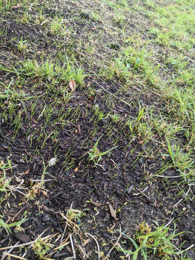 Cool Season Grasses Still Have Time