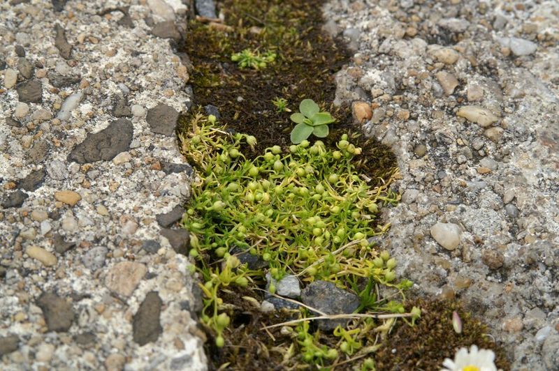 Cool Season Growth Extends Its Reach
