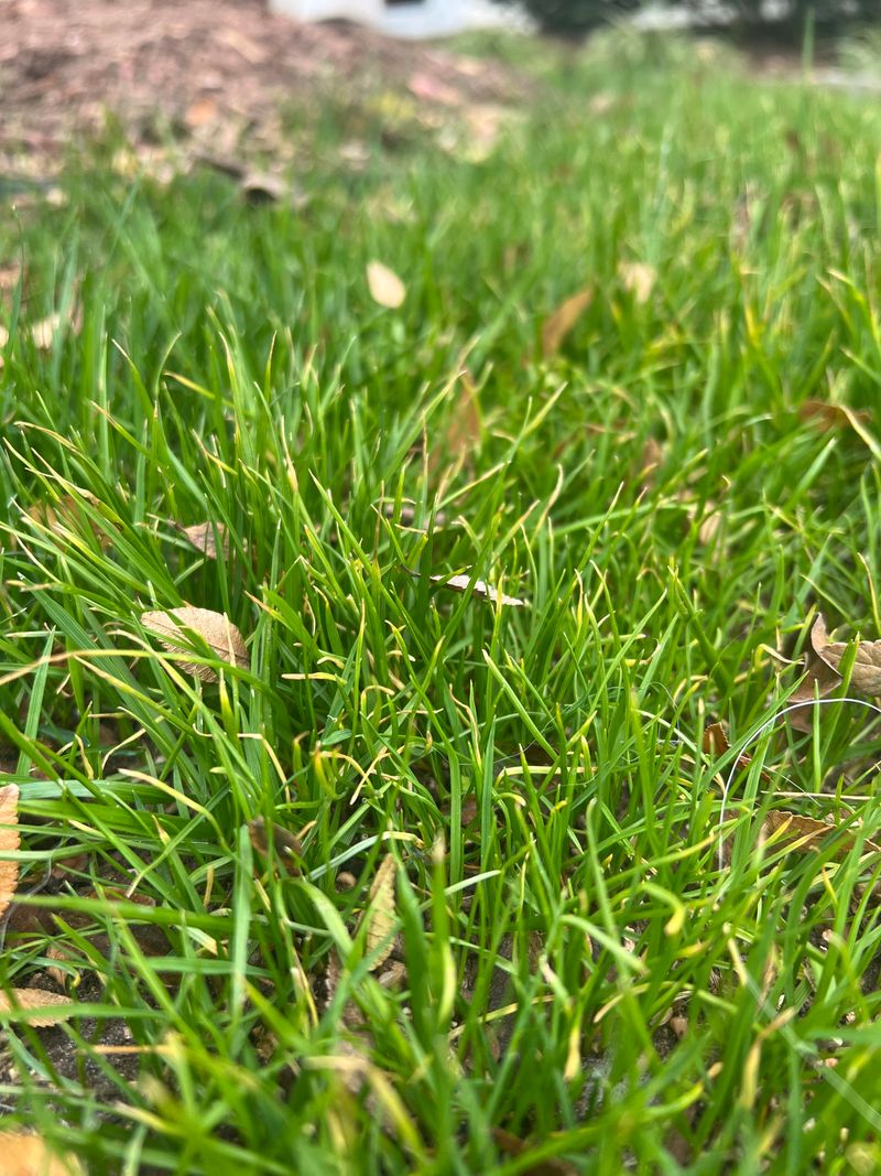 Cool Season Lawns Follow Different Rules Cool Season Lawns Follow Different Rules