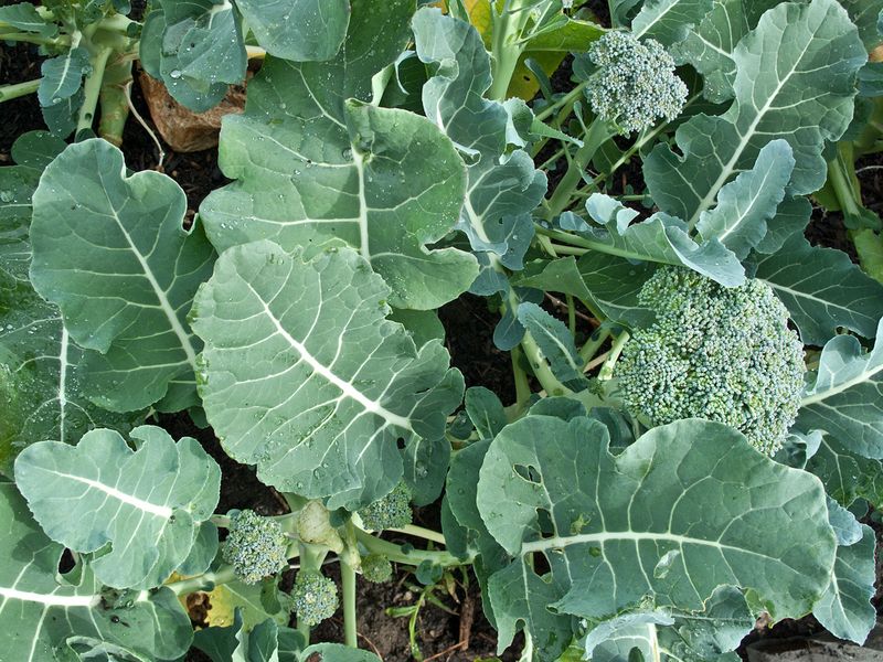 Cool Season Vegetable Starts Move Fast