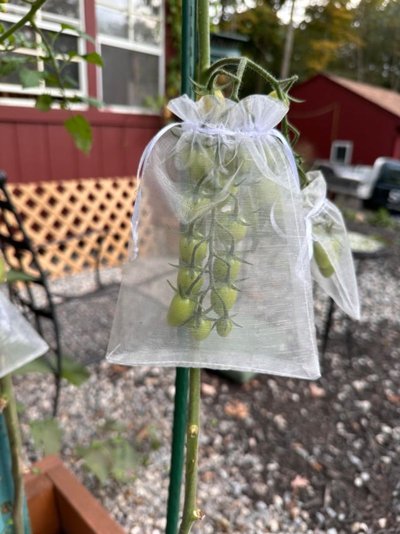 Cool September Nights Can Put Ripening On Pause