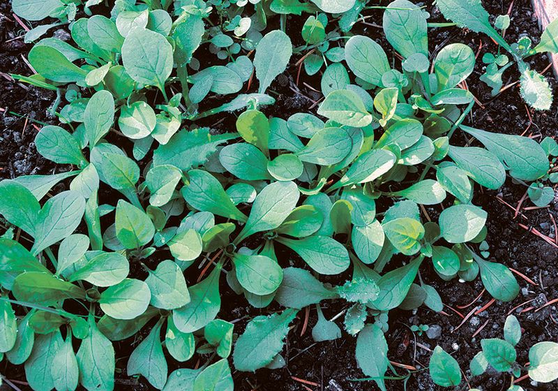 Cool Soil Wakes Up The Seeds Cool Soil Wakes Up The Seeds