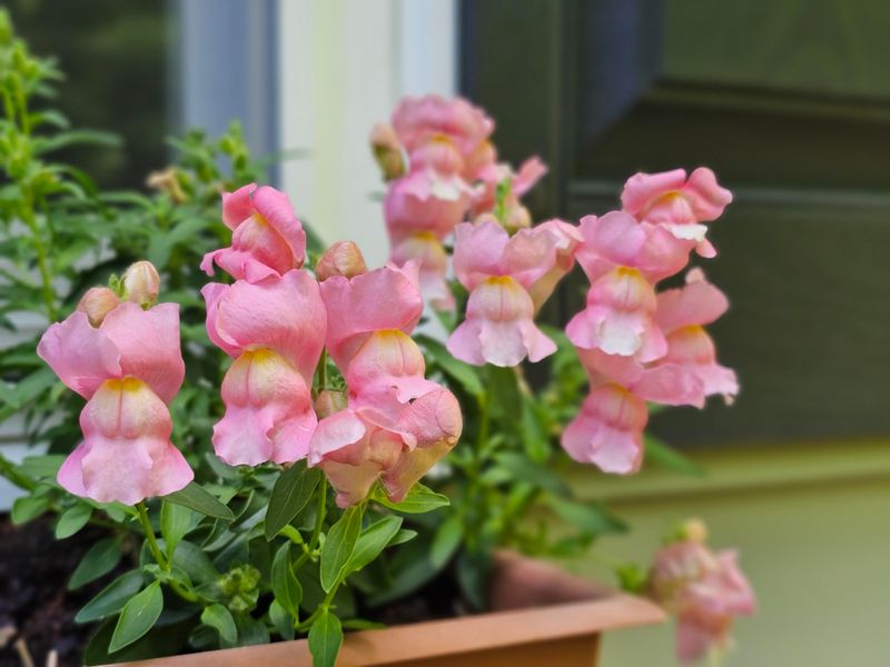 Cool Weather Helps New Plants Settle Into The Garden