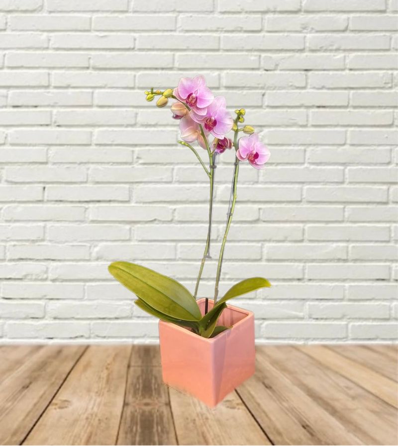 Cool autumn nights can provide the flowering cue—but only after the plant is healthy Cool autumn nights can provide the flowering cue—but only after the plant is healthy