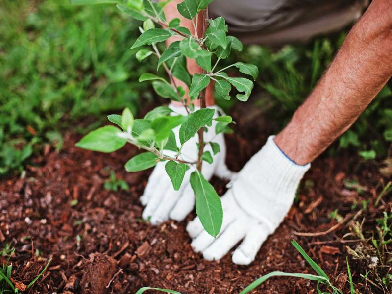 Cooler Air Finally Eases The Stress On Young Plants