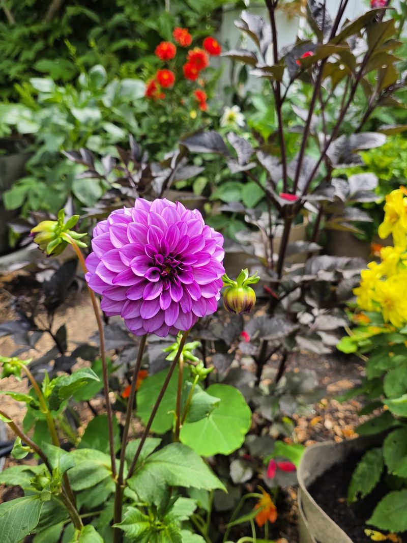 Cooler Days Can Bring Some Of The Best Dahlia Flowers