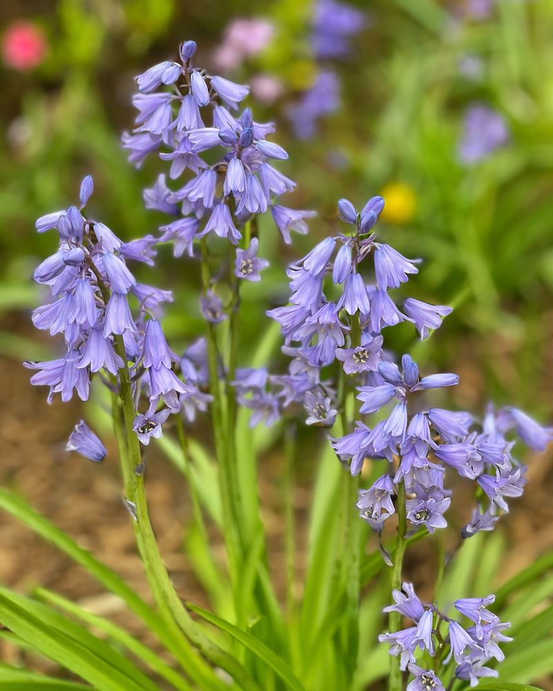 Cooler Fall Weather Brings The Right Time For Spanish Bluebells