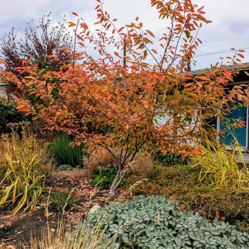 Cooler Fall Weather Gives New Trees An Easier Start Cooler Fall Weather Gives New Trees An Easier Start