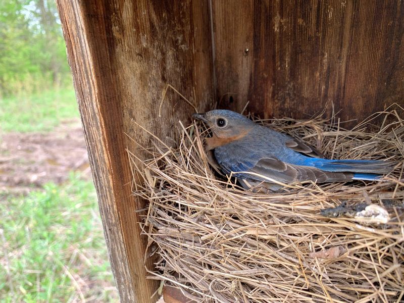 Cooler Months Bring A Different Routine For Bluebirds