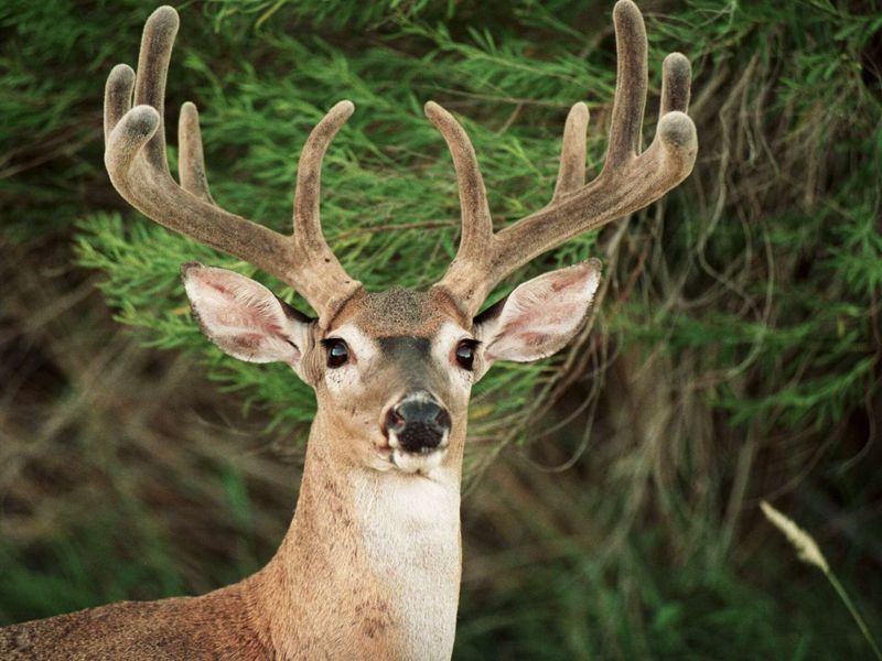 Cooler Nights Boost Their Feeding Energy Cooler Nights Boost Their Feeding Energy