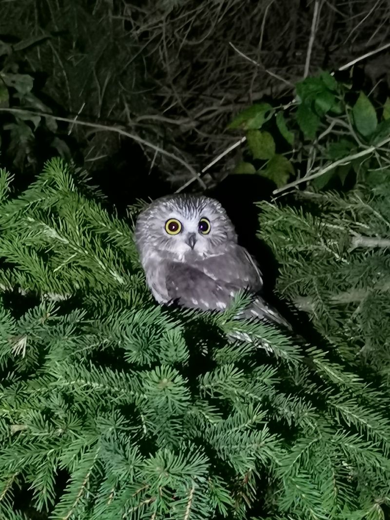 Cooler Nights Make Their Calls Easier To Notice