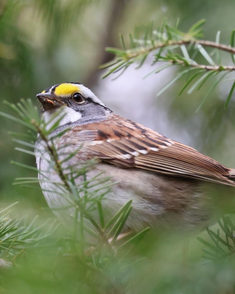 Cooler Nights Push Migration Into Gear