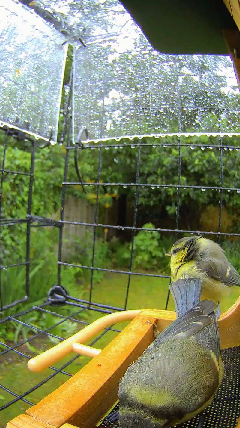 Cooler Nights Send Birds Hunting For Shelter Cooler Nights Send Birds Hunting For Shelter