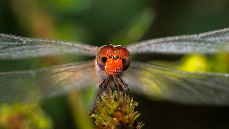 Cooler Nights Slow Dragonfly Activity Cooler Nights Slow Dragonfly Activity