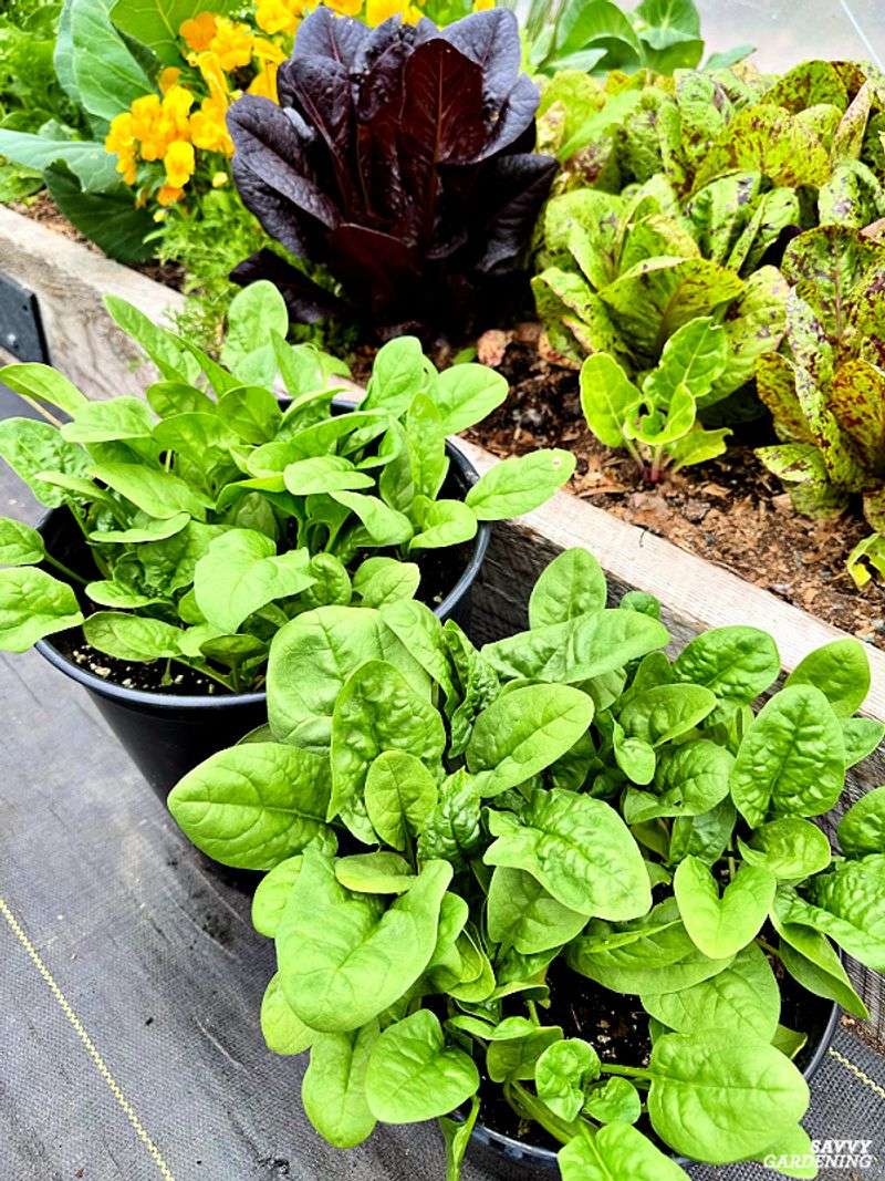 Cooler Nights Stop Premature Bolting