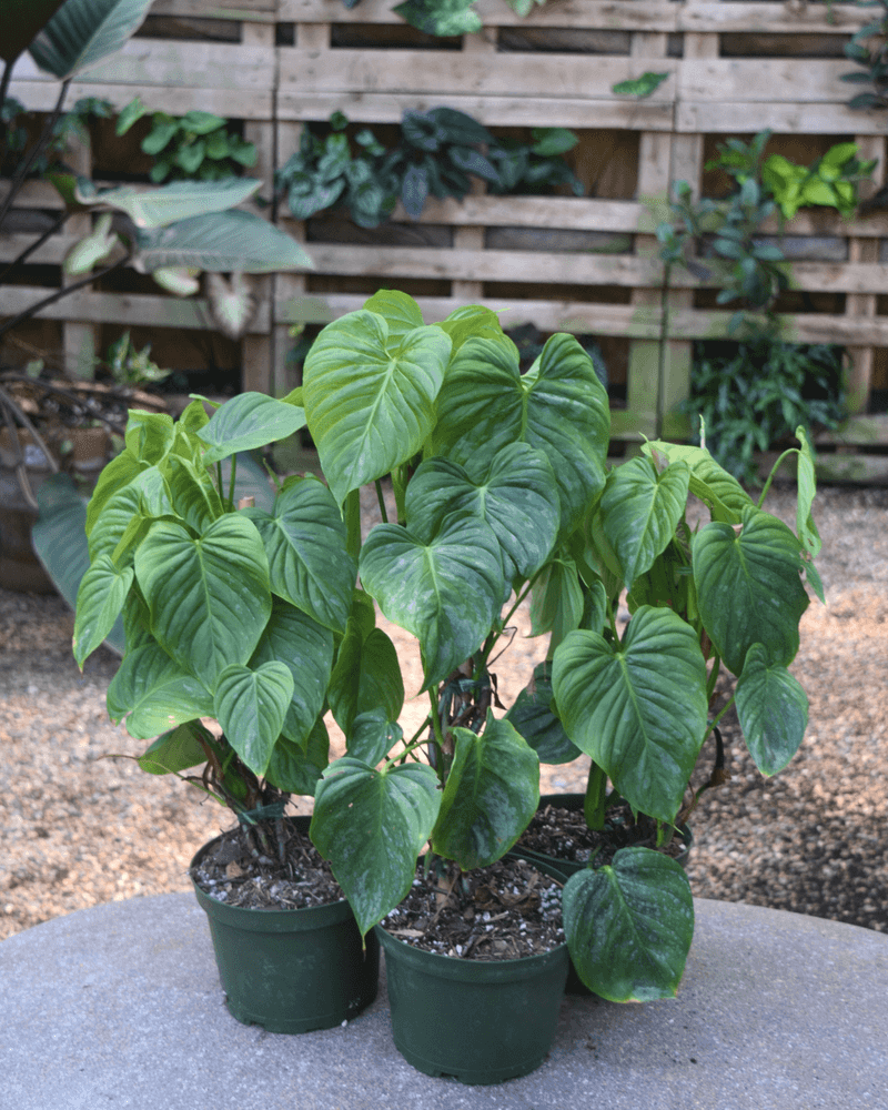 Cooler September Nights Can Signal That It Is Time To Bring Plants Inside