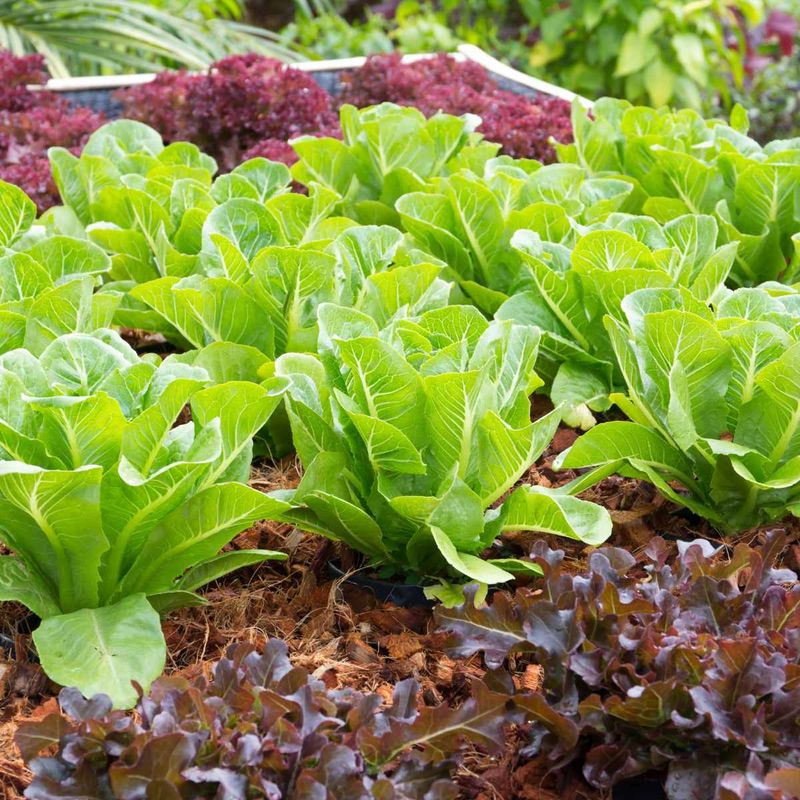 Cooler Soil Creates Better Conditions For Leaf Lettuce