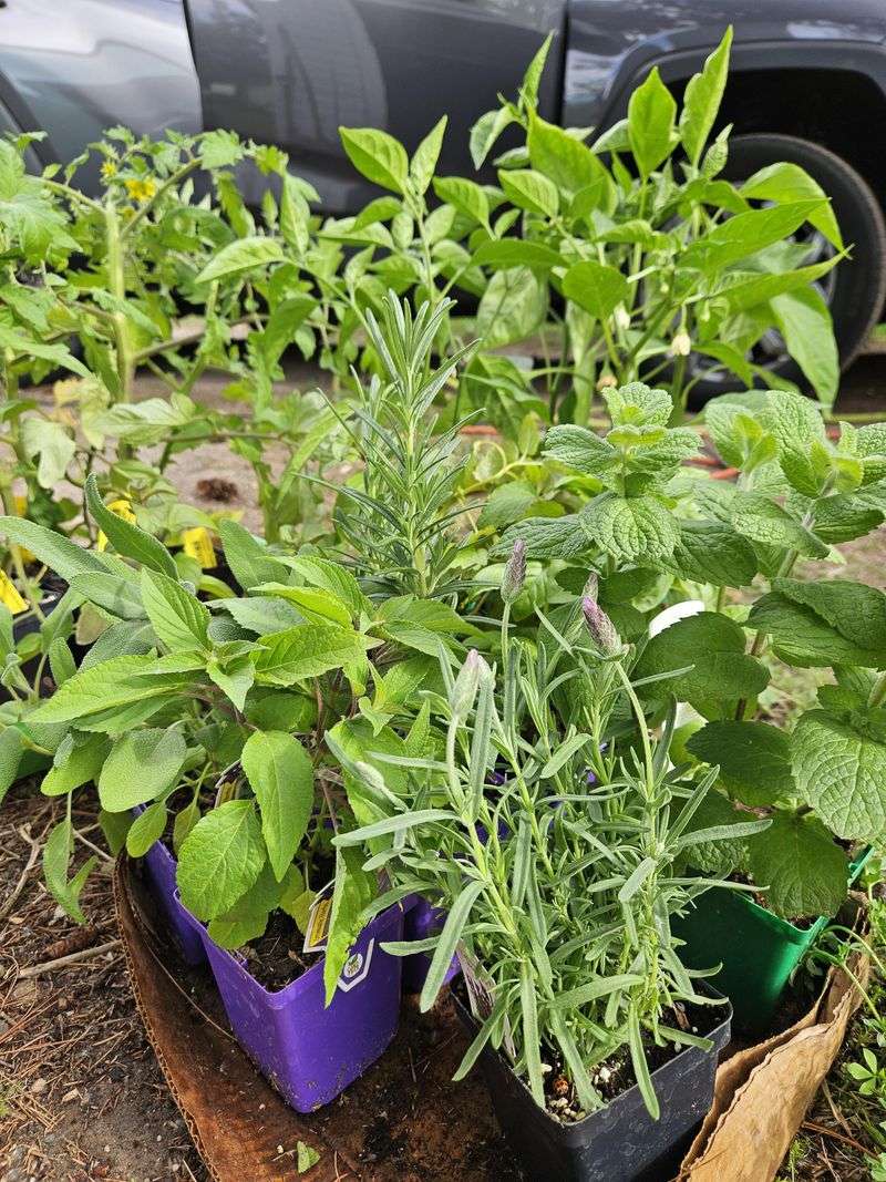 Cooler Soil Helps Herb Seeds Germinate