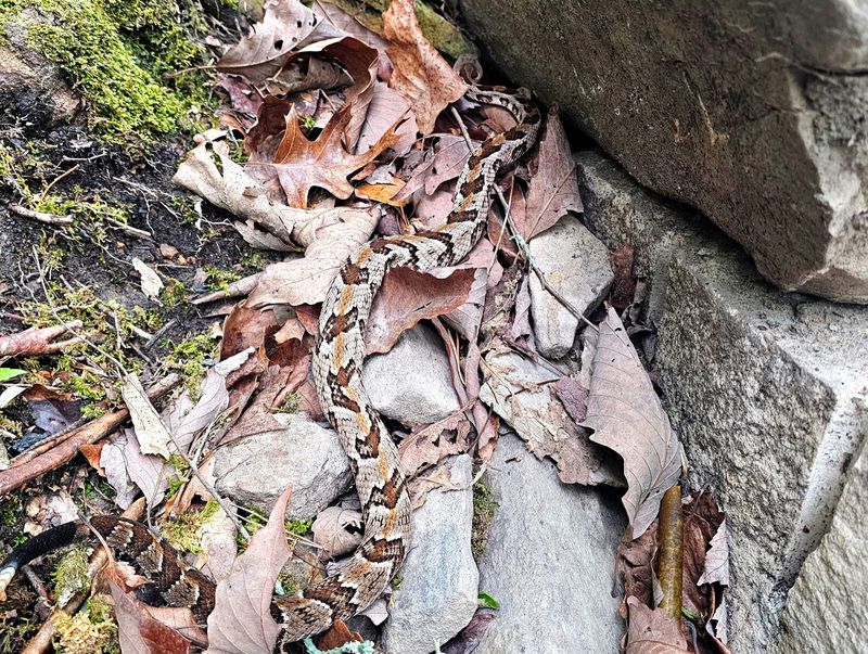 Cooler Temperatures Nudge Them Out Of Hiding