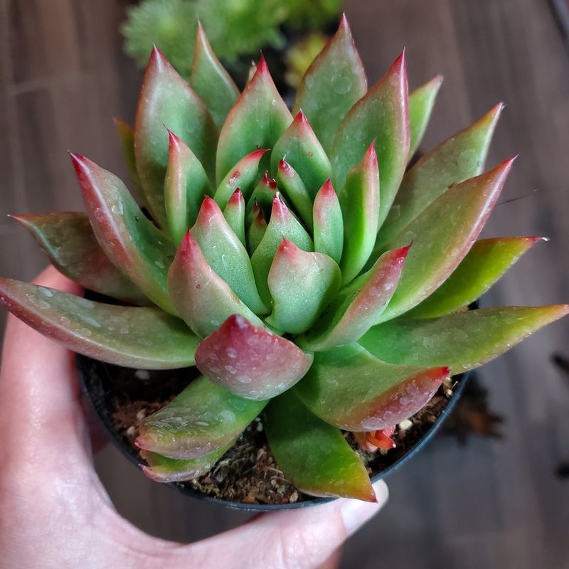 Cooler Temperatures Trigger Stress Pigments