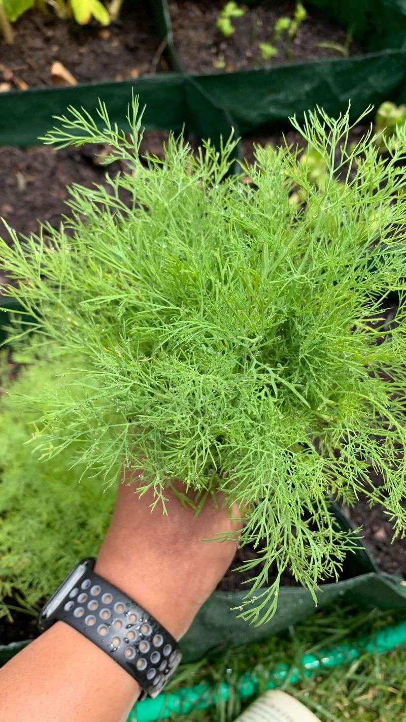 Cooler Temperatures Unlock Its Best Growth