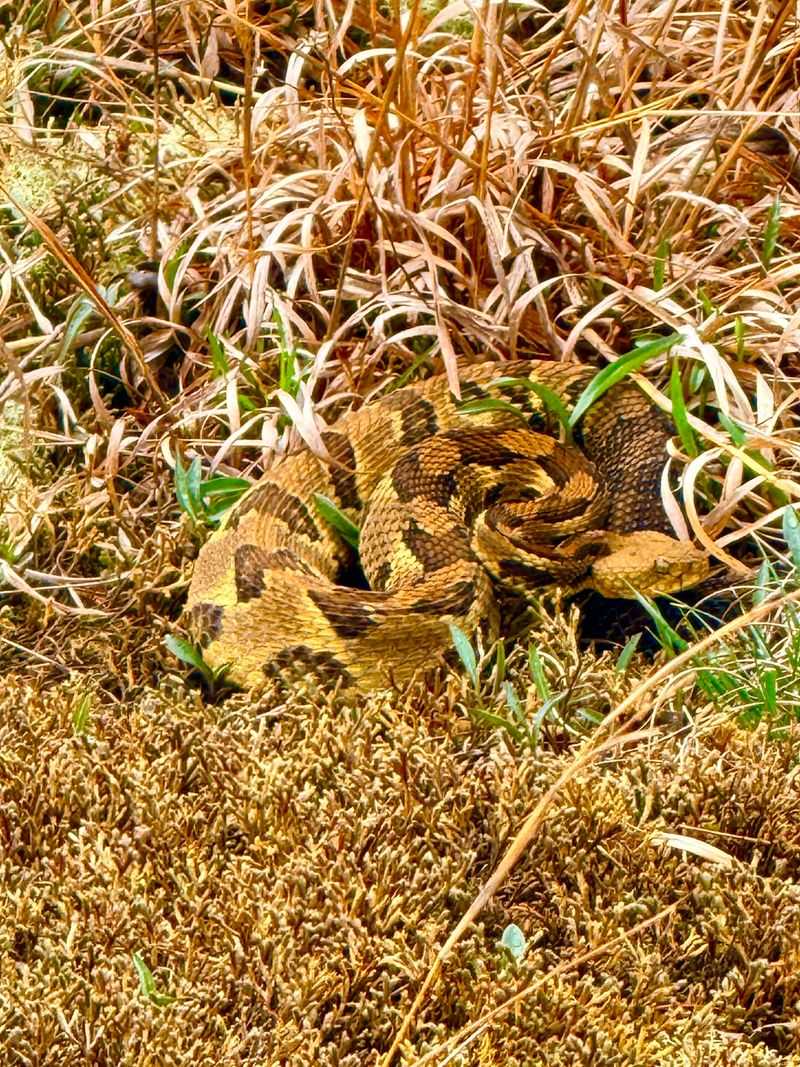 Cooler Temperatures Wake Them Up