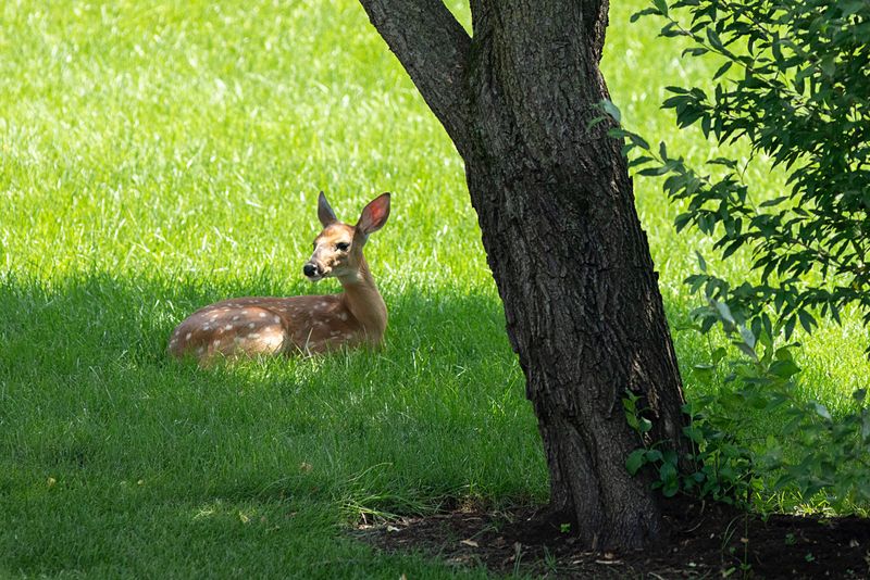 Cooler Weather Brings More Daytime Activity Cooler Weather Brings More Daytime Activity