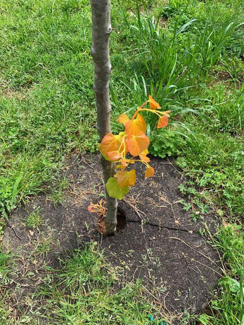 Cooler Weather Gives A New Redbud An Easier Start