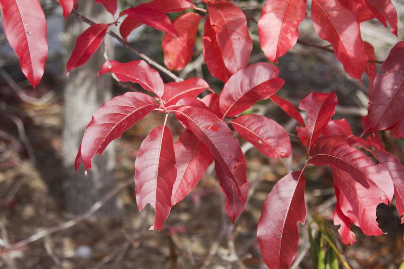 Cooler Weather Makes Fall A Useful Planting Window Cooler Weather Makes Fall A Useful Planting Window