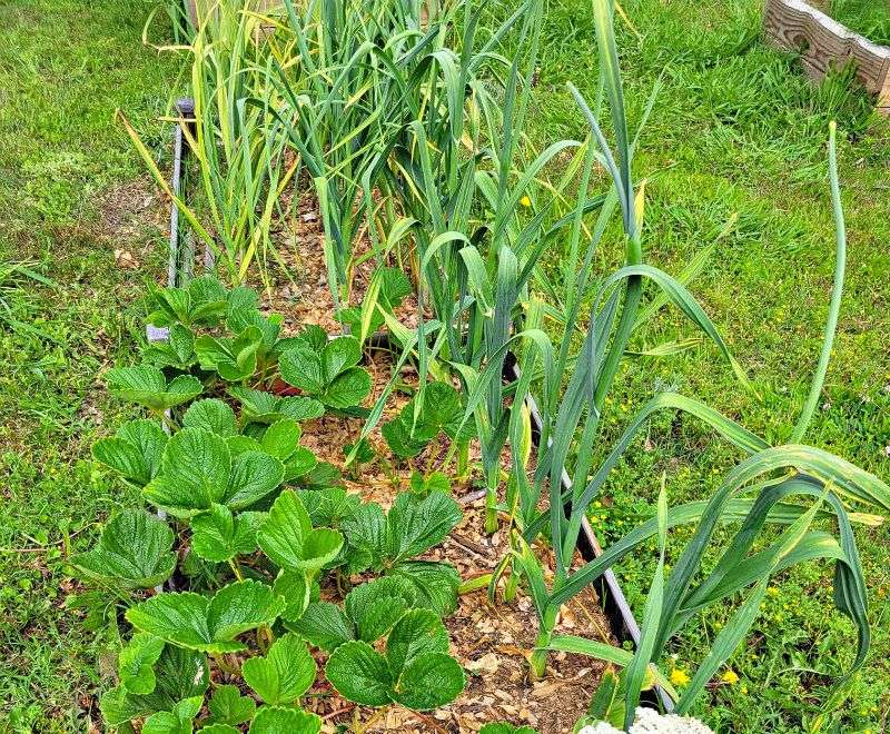 Cooler Weather Means Fewer Pests And Diseases Cooler Weather Means Fewer Pests And Diseases