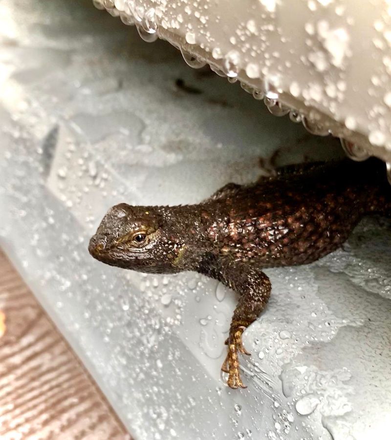 Cooler Weather Sends Them Into Hiding