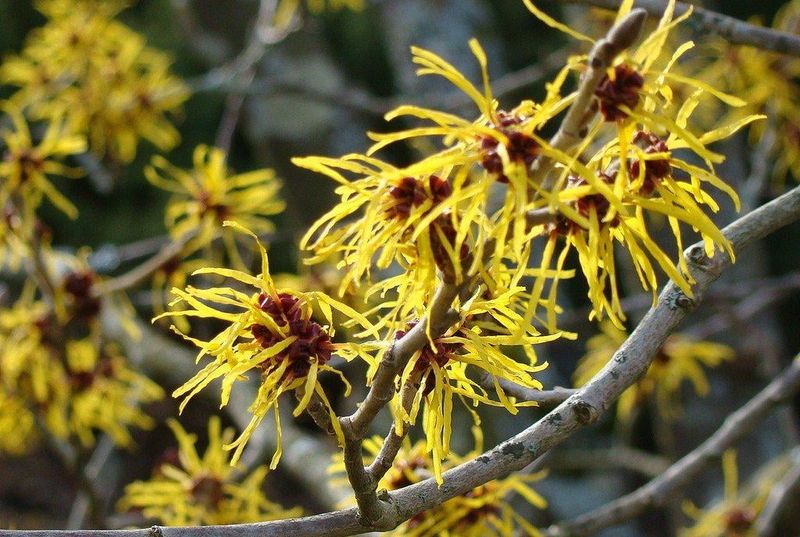 Cooler Weather Turns Witch Hazel Into An Unexpected Fall Feature Cooler Weather Turns Witch Hazel Into An Unexpected Fall Feature